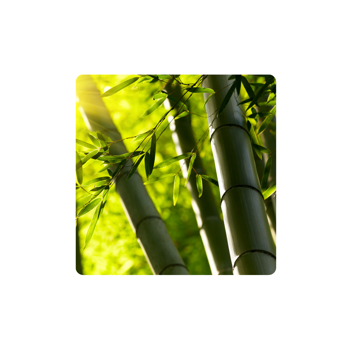 Is bamboo really more sustainable? Our honest answer